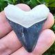 Bone Valley Hubbell Megalodon Shark Tooth Fossil