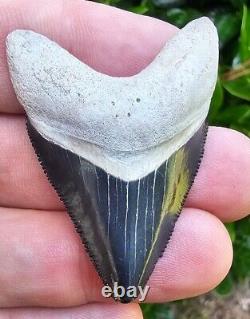 Bone Valley Hubbell Megalodon Shark Tooth Fossil