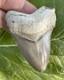Bone Valley Megalodon Chubatensis Shark Tooth Fossil