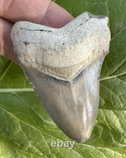 Bone Valley Megalodon Chubatensis Shark Tooth Fossil
