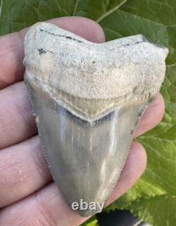 Bone Valley Megalodon Chubatensis Shark Tooth Fossil