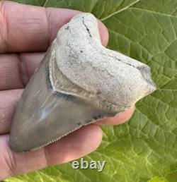 Bone Valley Megalodon Chubatensis Shark Tooth Fossil