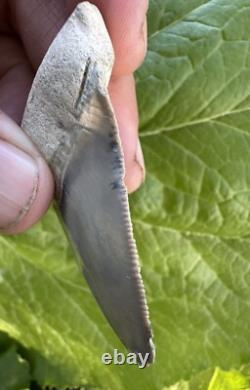 Bone Valley Megalodon Chubatensis Shark Tooth Fossil