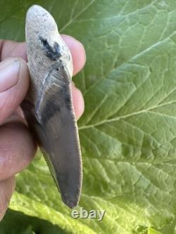 Bone Valley Megalodon Chubatensis Shark Tooth Fossil