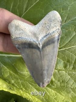 Bone Valley Megalodon Chubatensis Shark Tooth Fossil