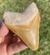 Bone Valley Megalodon Shark Tooth 3.1