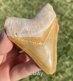 Bone Valley Megalodon Shark Tooth 3.1