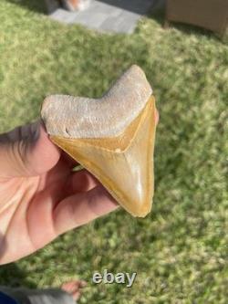Bone Valley Megalodon Shark Tooth 3.1