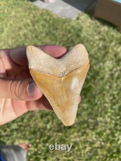 Bone Valley Megalodon Shark Tooth 3.1