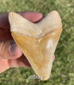 Bone Valley Megalodon Shark Tooth 3.1