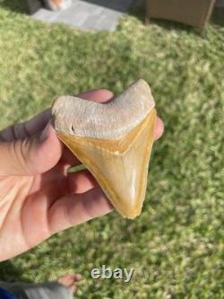 Bone Valley Megalodon Shark Tooth 3.1