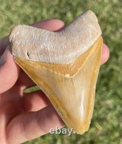Bone Valley Megalodon Shark Tooth 3.1