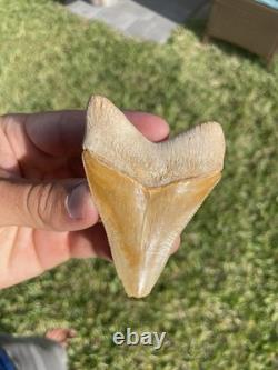 Bone Valley Megalodon Shark Tooth 3.1
