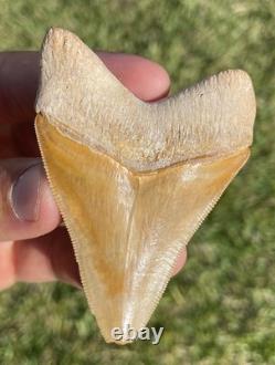 Bone Valley Megalodon Shark Tooth 3.1