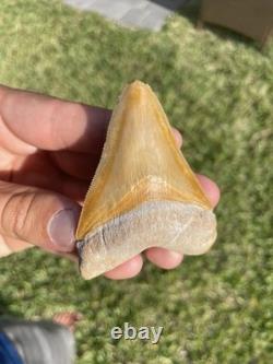 Bone Valley Megalodon Shark Tooth 3.1