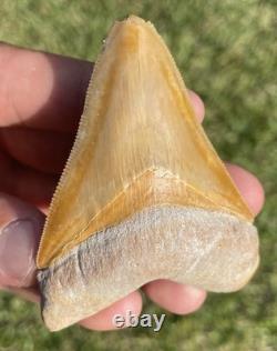 Bone Valley Megalodon Shark Tooth 3.1