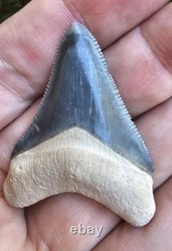 Bone Valley Megalodon Shark Tooth Fossil