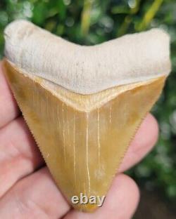 Bone Valley Megalodon Shark Tooth Fossil