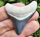 Bone Valley Megalodon Shark Tooth Fossil