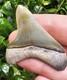 Bone Valley Megalodon Shark Tooth Fossil