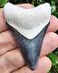 Bone Valley Megalodon Shark Tooth Fossil