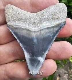 Bone Valley Megalodon Shark Tooth Fossil