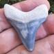 Bone Valley Megalodon Shark Tooth Fossil