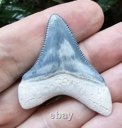 Bone Valley Megalodon Shark Tooth Fossil