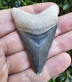 Bone Valley Megalodon Shark Tooth Fossil