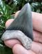 Bone Valley Megalodon Shark Tooth Fossil