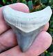 Bone Valley Megalodon Shark Tooth Fossil