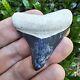 Bone Valley Megalodon Shark Tooth Fossil