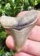 Bone Valley Megalodon Shark Tooth Fossil