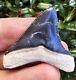 Bone Valley Megalodon Shark Tooth Fossil