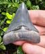 Bone Valley Megalodon Shark Tooth Fossil