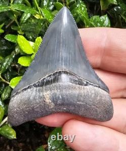 Bone Valley Megalodon Shark Tooth Fossil