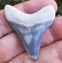 Bone Valley Megalodon Shark Tooth Fossil