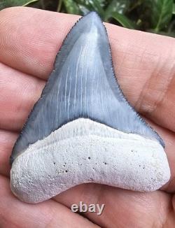 Bone Valley Megalodon Shark Tooth Fossil