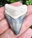 Bone Valley Megalodon Shark Tooth Fossil