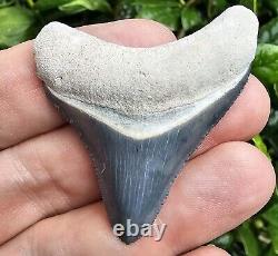 Bone Valley Megalodon Shark Tooth Fossil