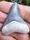 Bone Valley Megalodon Shark Tooth Fossil
