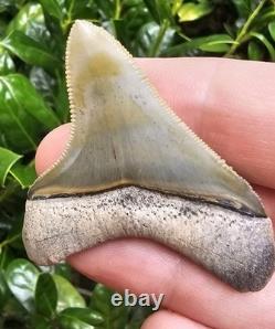 Bone Valley Megalodon Shark Tooth Fossil