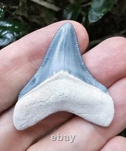 Bone Valley Megalodon Shark Tooth Fossil