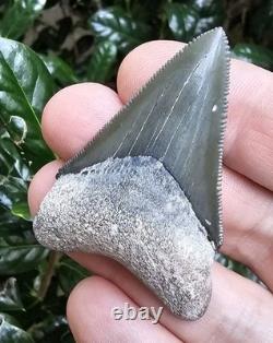 Bone Valley Megalodon Shark Tooth Fossil