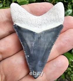 Bone Valley Megalodon Shark Tooth Fossil