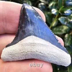 Bone Valley Megalodon Shark Tooth Fossil