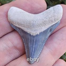 Bone Valley Megalodon Shark Tooth Fossil