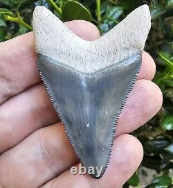 Bone Valley Megalodon Shark Tooth Fossil