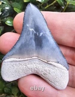 Bone Valley Megalodon Shark Tooth Fossil