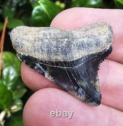 Bone Valley Megalodon Shark Tooth Fossil